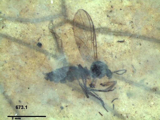 Diptera