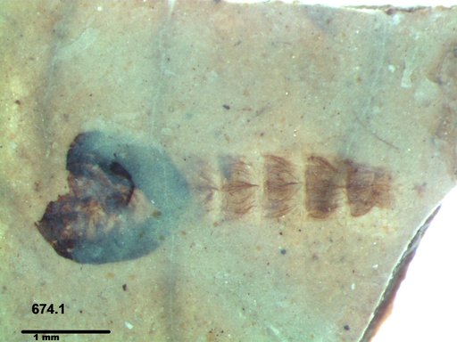 Diptera