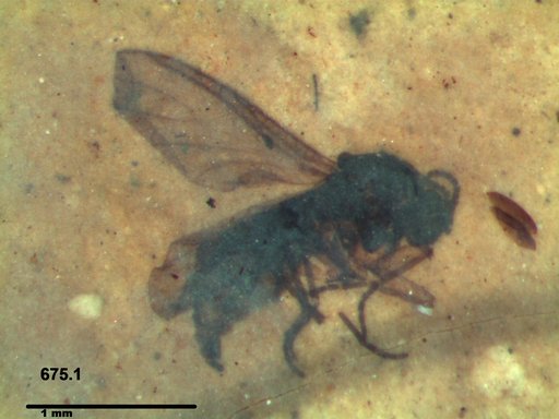 Diptera