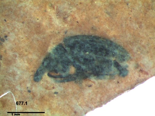 Genus sp