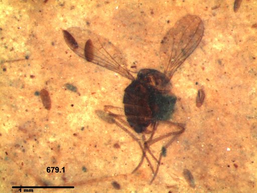Diptera