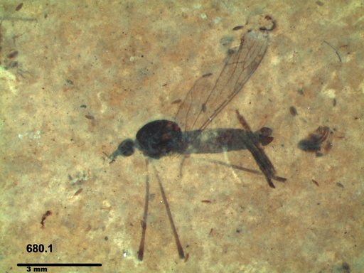 Diptera