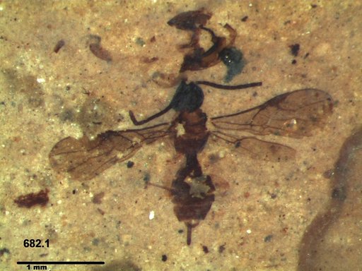 Braconidae