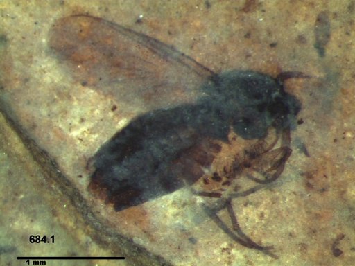 Diptera