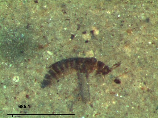 Genus sp