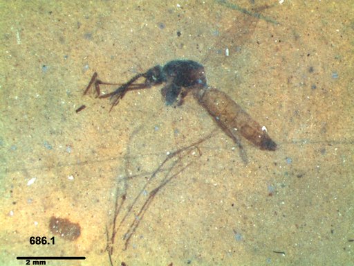 Genus sp