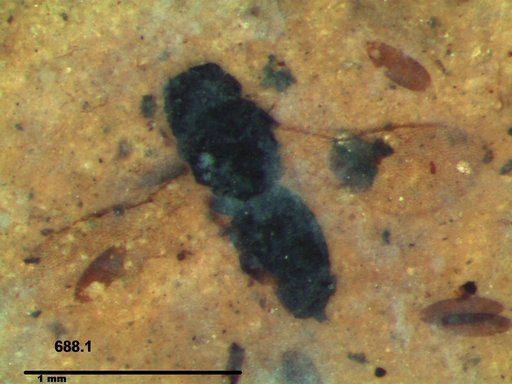 Genus sp