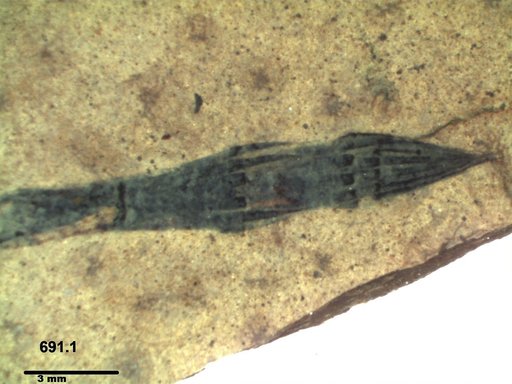 Equisetaceae
