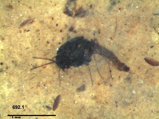 Simuliidae