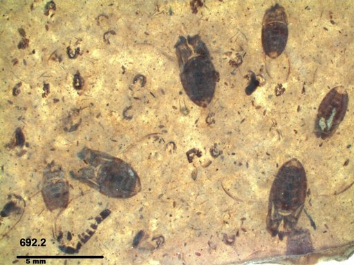 Corixidae