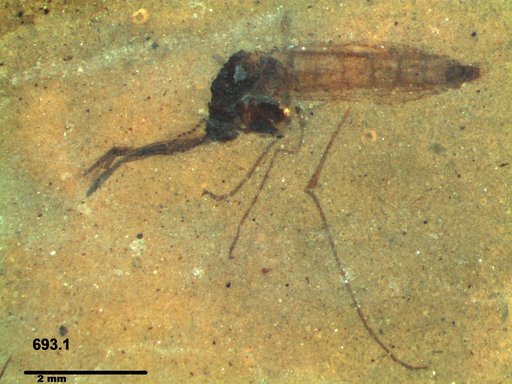 Genus sp