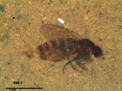 Phoridae