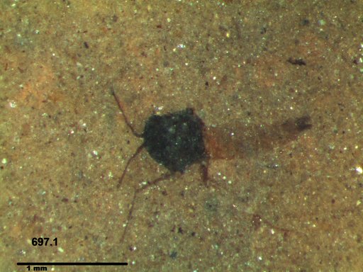 Simuliidae