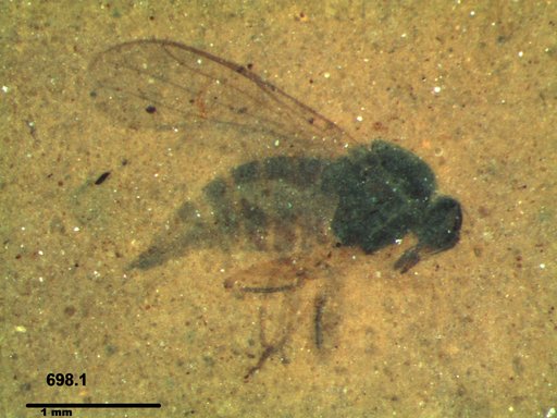 Diptera