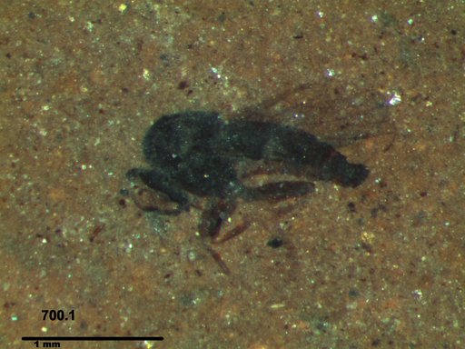 Diptera