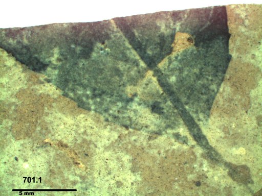 Tracheophyta