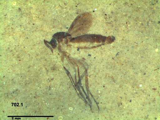Mycetophilidae