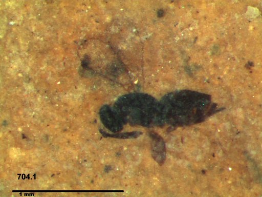 Genus sp