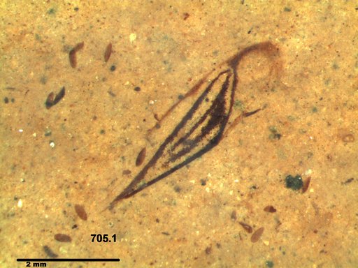 Genus sp