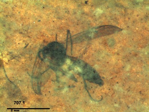 Diptera