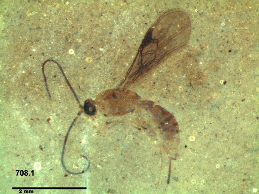 Braconidae