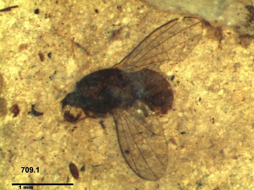 Diptera