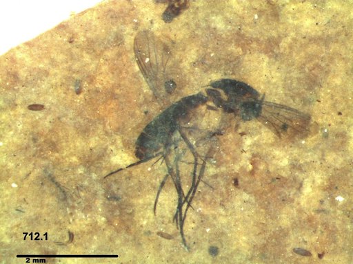 Mycetophilidae