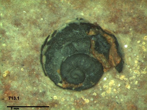 Gastropoda