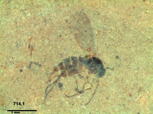 Diptera