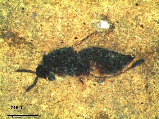 Genus sp