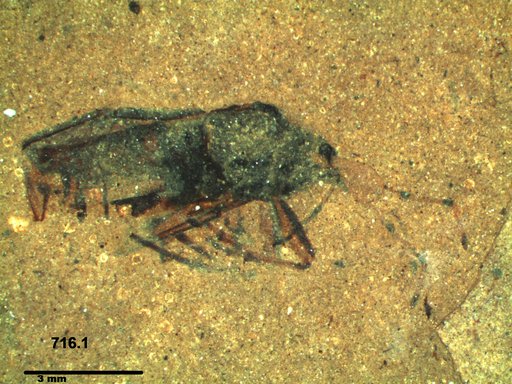 Genus sp
