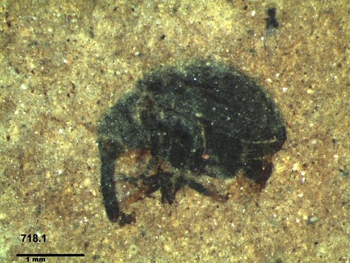 Genus sp
