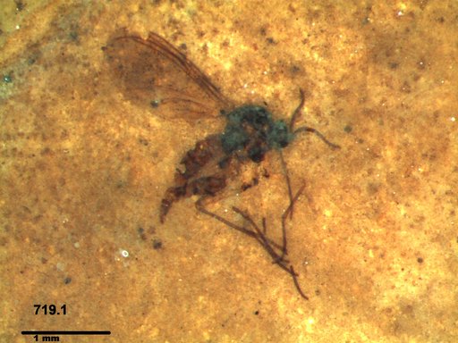 Diptera