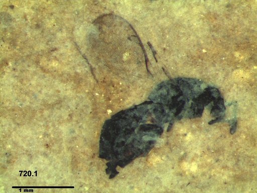Genus sp