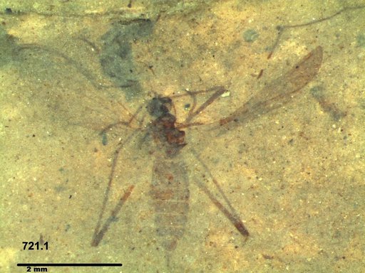 Diptera