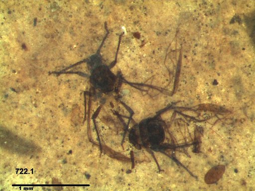 Aphididae