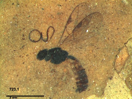 Ichneumonidae