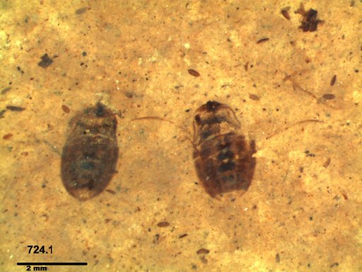 Corixidae