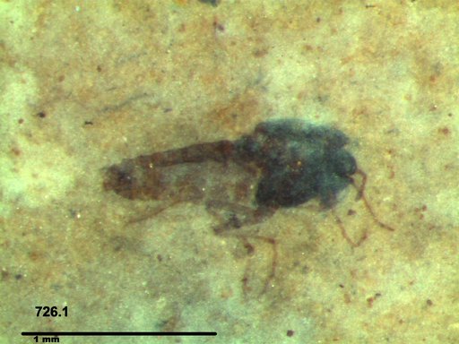 Diptera