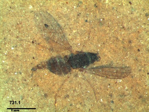 Diptera