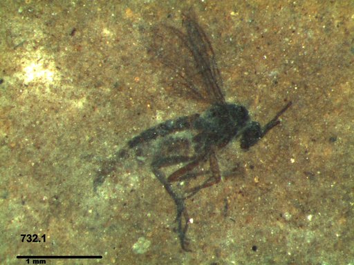Diptera
