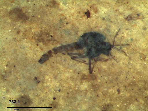 Diptera
