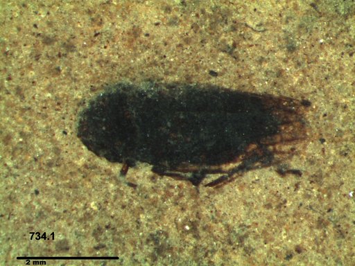 Genus sp