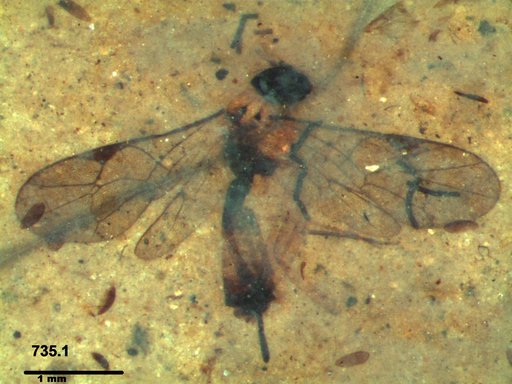 Ichneumonidae