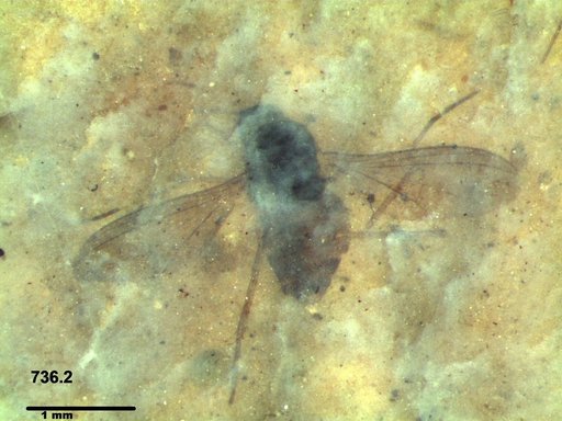 Diptera