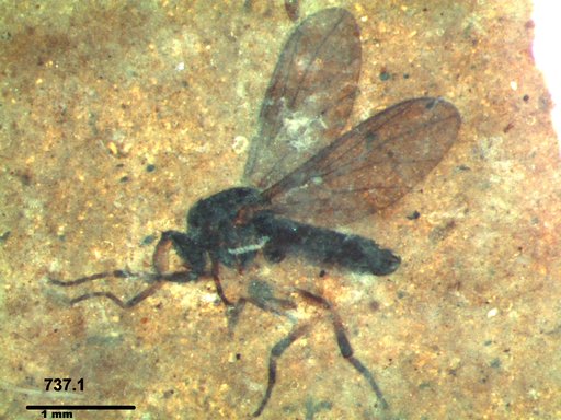 Diptera