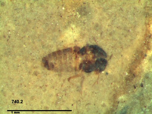 Diptera
