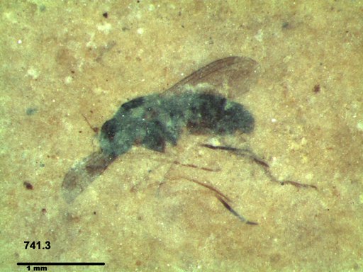 Diptera