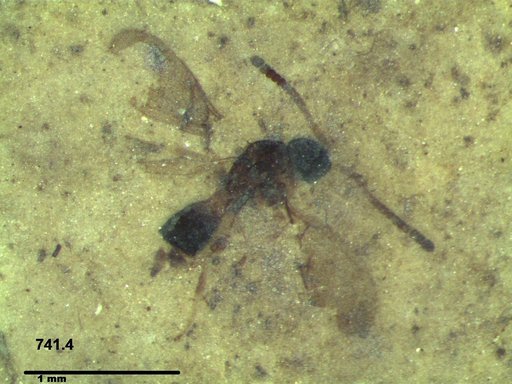 Diapriidae