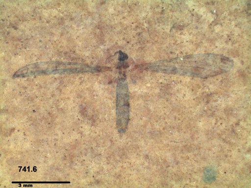 Diptera